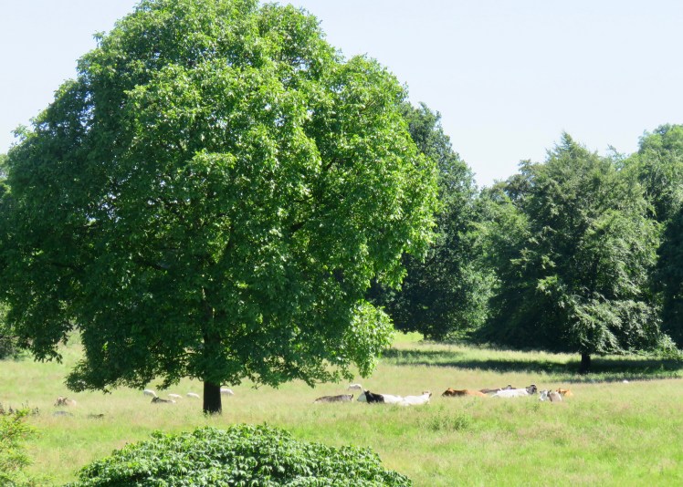 fullsizeoutput_690f4