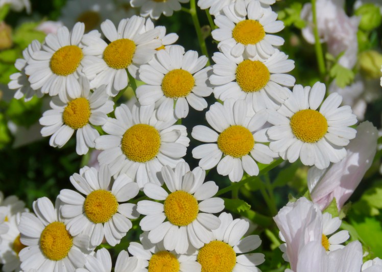 fullsizeoutput_69105