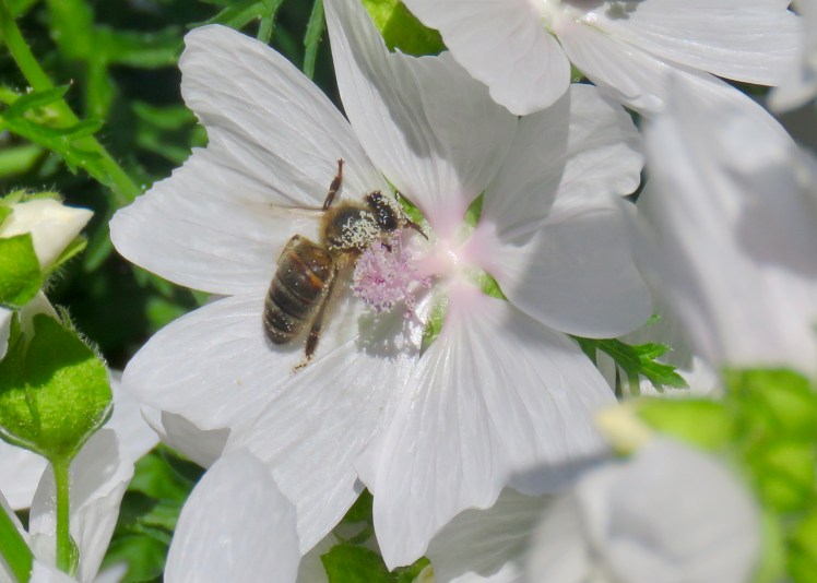 fullsizeoutput_69108