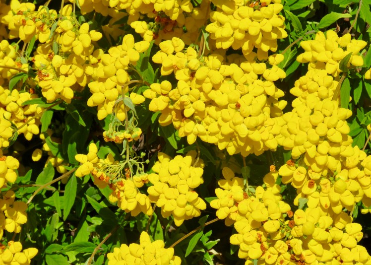 fullsizeoutput_6910a