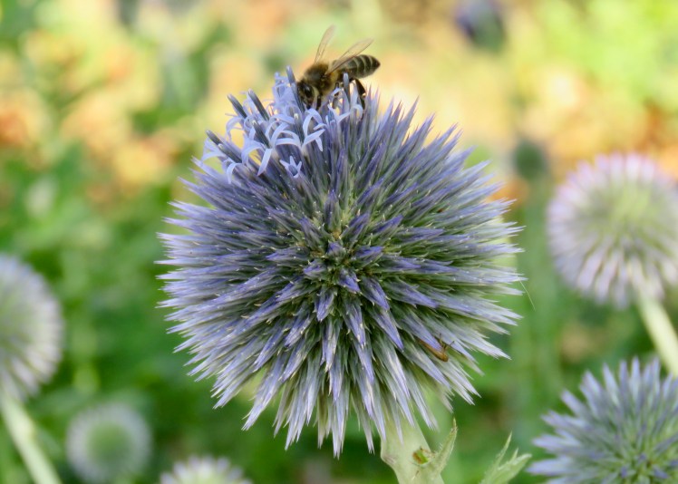 fullsizeoutput_6912a