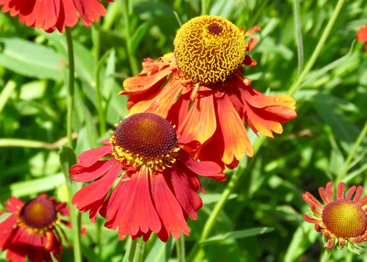 fullsizeoutput_6912c