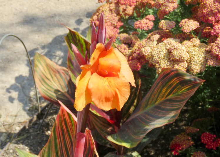 fullsizeoutput_69130