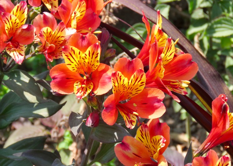 fullsizeoutput_69132