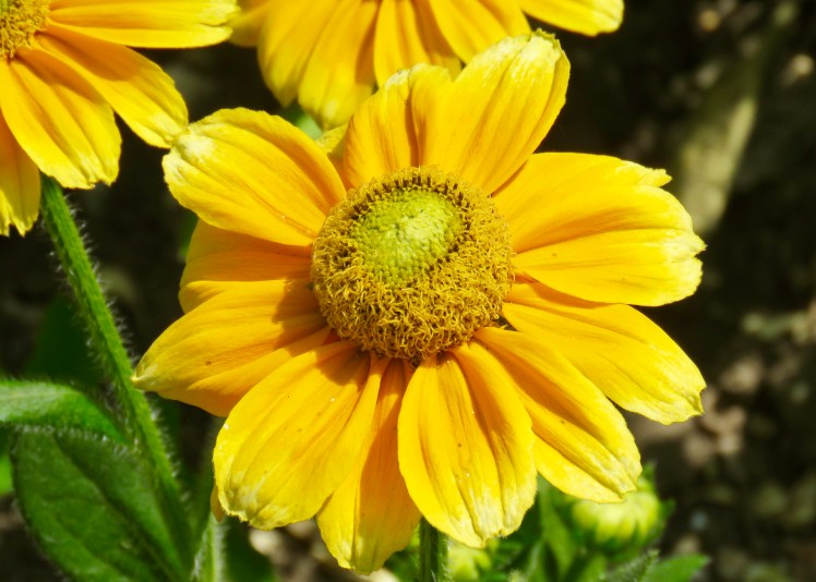 fullsizeoutput_69134