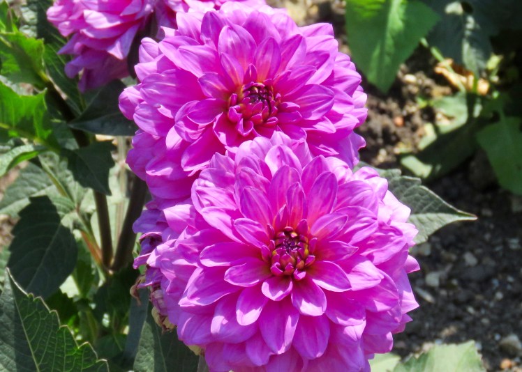 fullsizeoutput_69136