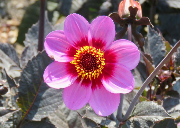 fullsizeoutput_6913a