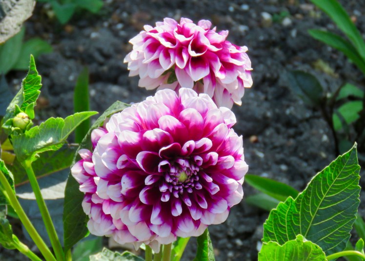 fullsizeoutput_6913c