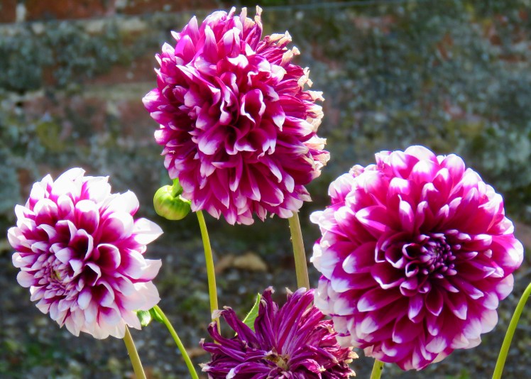 fullsizeoutput_6913e