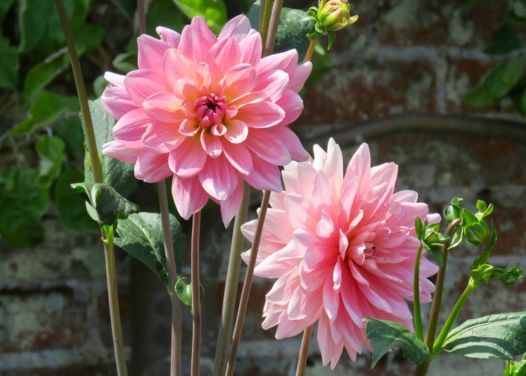 fullsizeoutput_69144