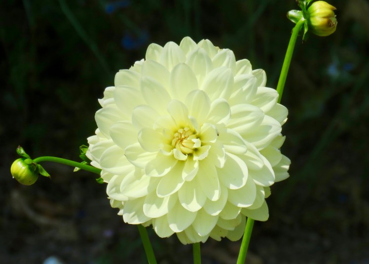 fullsizeoutput_69146