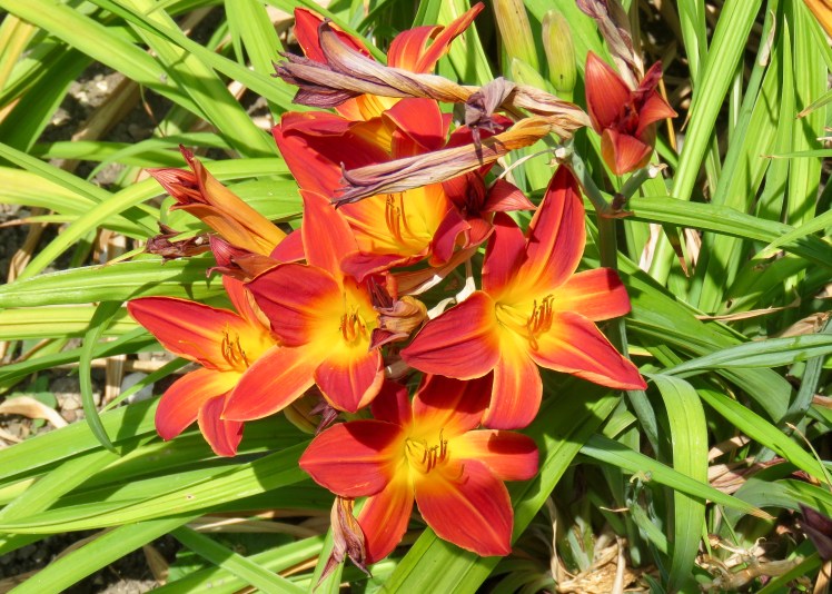 fullsizeoutput_6961d