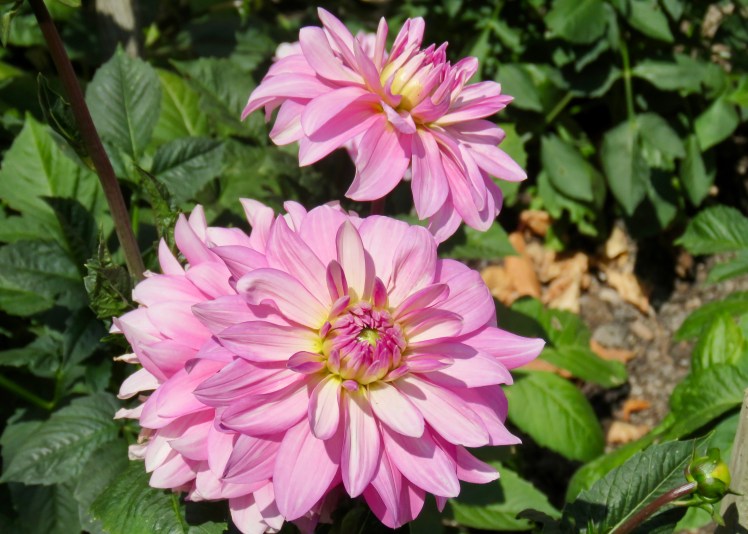 fullsizeoutput_6961f