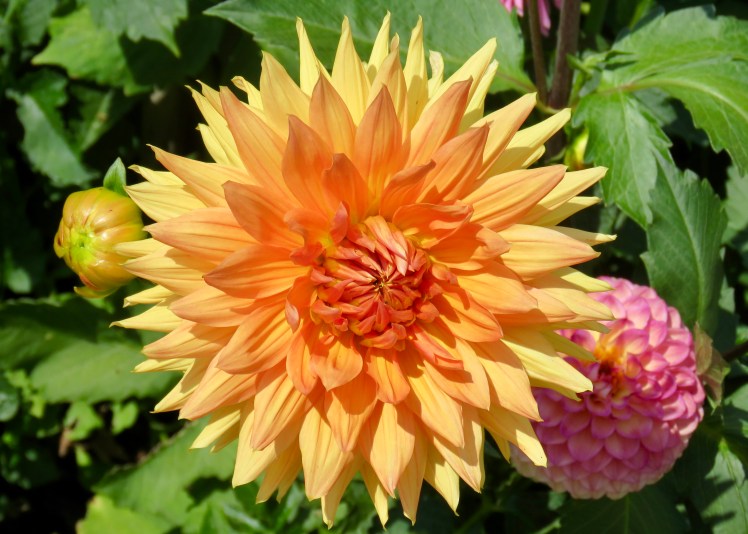 fullsizeoutput_69621