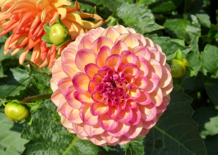 fullsizeoutput_69623