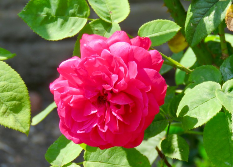 fullsizeoutput_69629