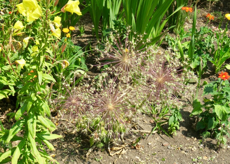 fullsizeoutput_6962b