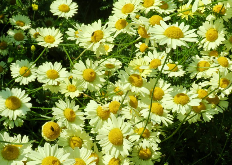 fullsizeoutput_6962d