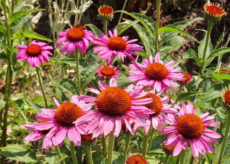 fullsizeoutput_6962f