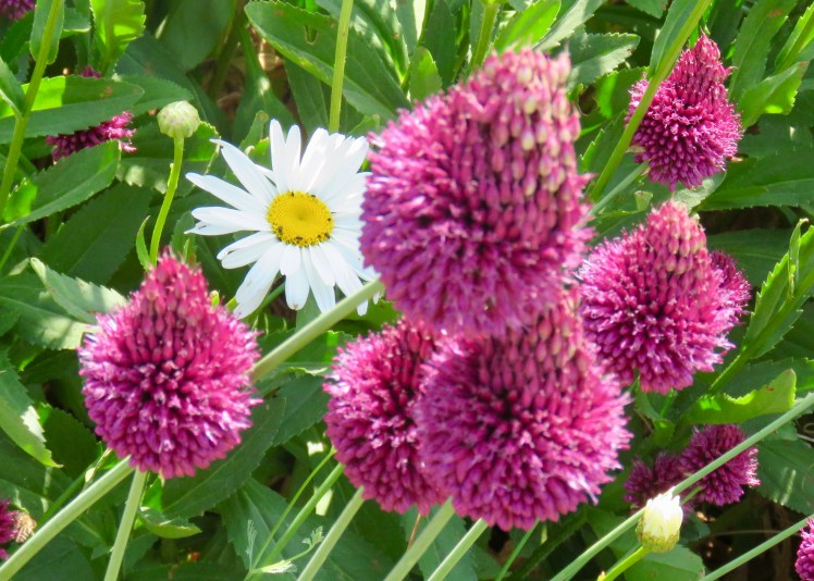 fullsizeoutput_69631