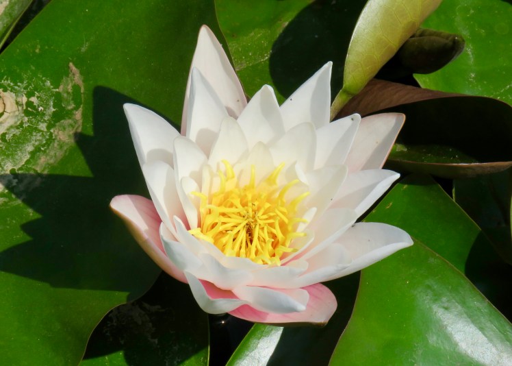 fullsizeoutput_69633