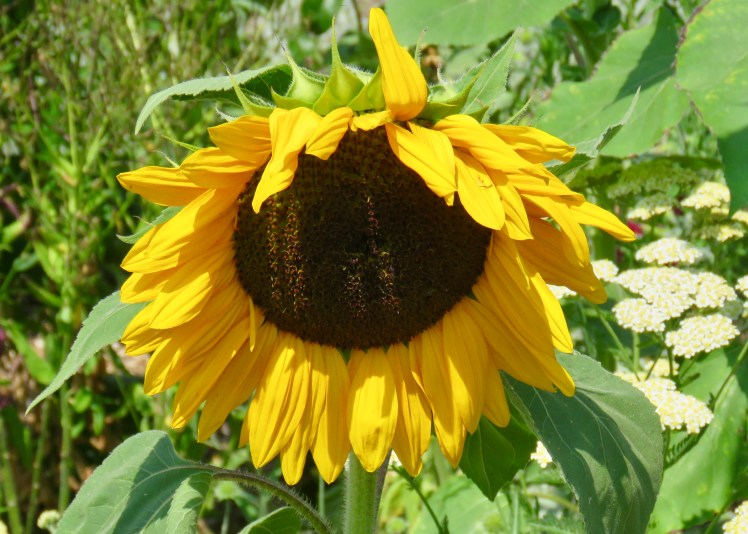 fullsizeoutput_69635