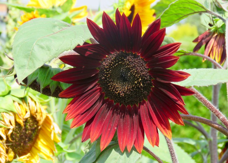 fullsizeoutput_69637