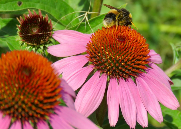 fullsizeoutput_69639